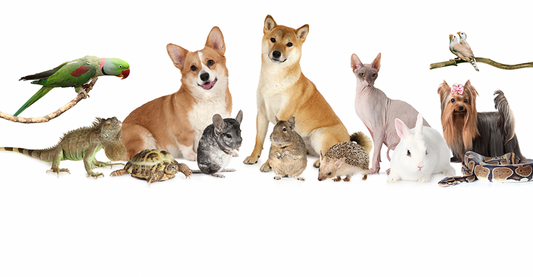 Pet Reiki + Animal Communication